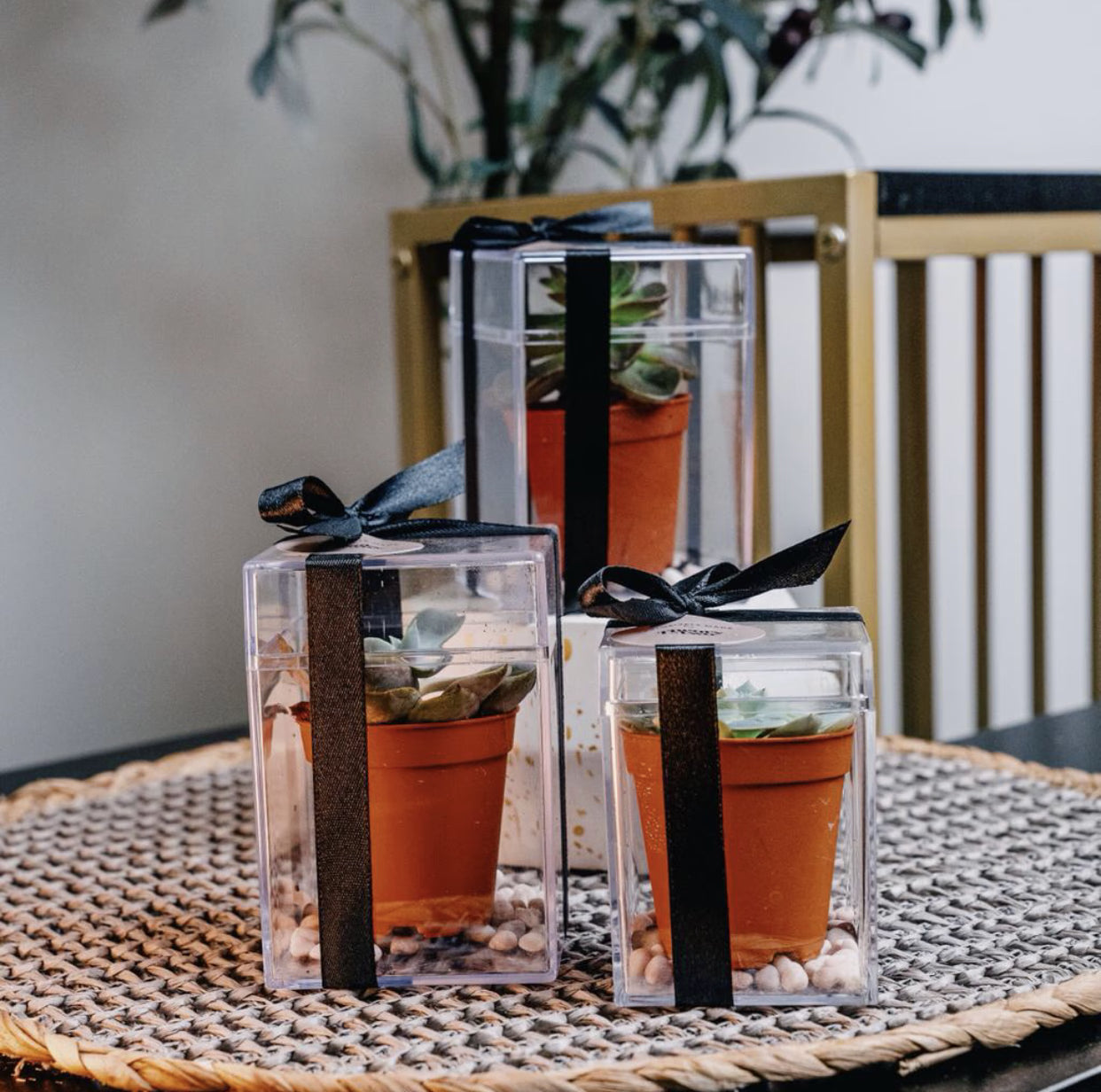 SUCCULENT IN ACRYLIC BOX